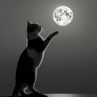 CRAZY COLLECTION Telegram Group Link