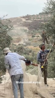 מרוץ נגד הזמן בג'נין למסיק זיתים לפני שיהיה מאוחר מדי, אבל דחפורים ישראלים הקדימו את החקלאים ושינו את מאפיי…