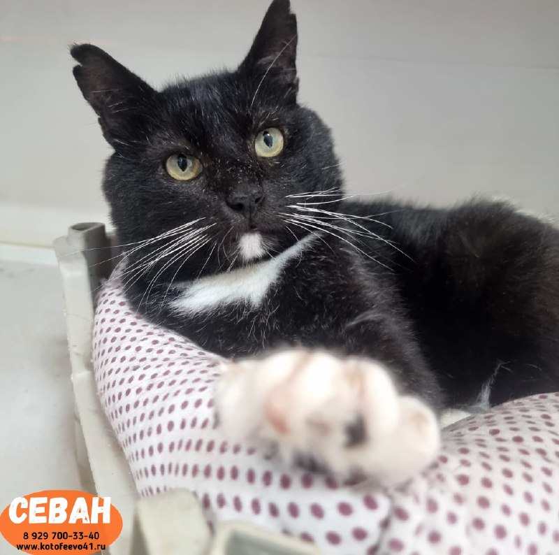 Котик *Севан*
Обаятельный парень классического...
