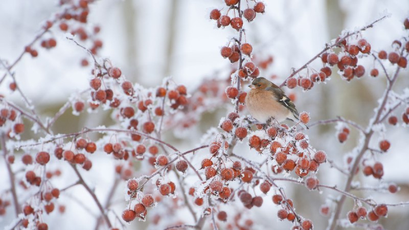 Male chaffinch perched on a crab apple tree in winter (© Mark Hamblin/2020VISION/Minden Pictures)January 06, 2024 at 07:00AM