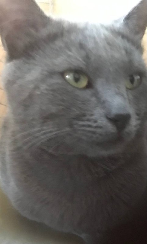 Отдам мальчика русский-голубой.около5-6мес — фото 1