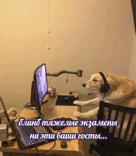 В России впервые появился ГОСТ для собак-поводырей: https://lentach.media/dcTjb