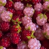 Raspberry confession!