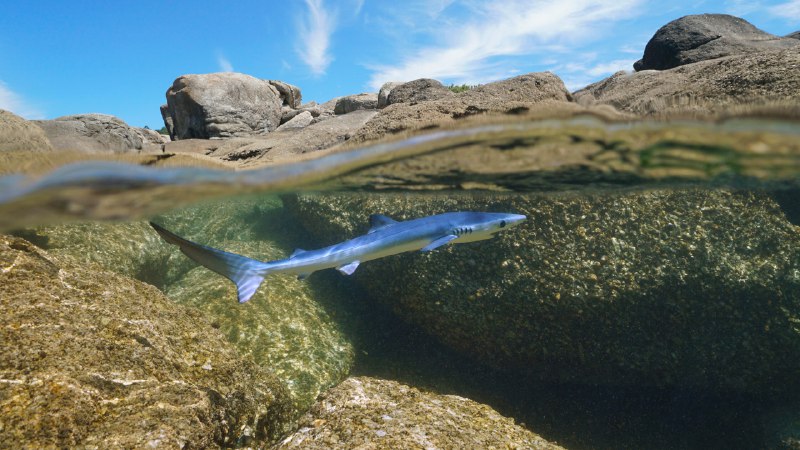 Chasing wavesYoung blue shark swimming off the coast of Galicia, Spain (© Damocean/Getty Images)