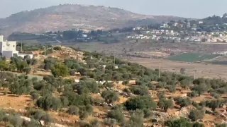 مستوطنون يرسلون مواشيهم لترعى أراضي مزارعي ترمسعيا