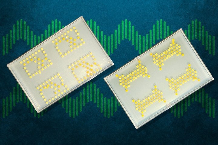 خبرازما: 🟡 محقق ایرانی باکتری را به ترانزیستور تبدیل کرد🔸پژوهشگران موفق شده‌اند سلول‌های باکتریایی را به‌گونه‌ای مهندسی کنند که م