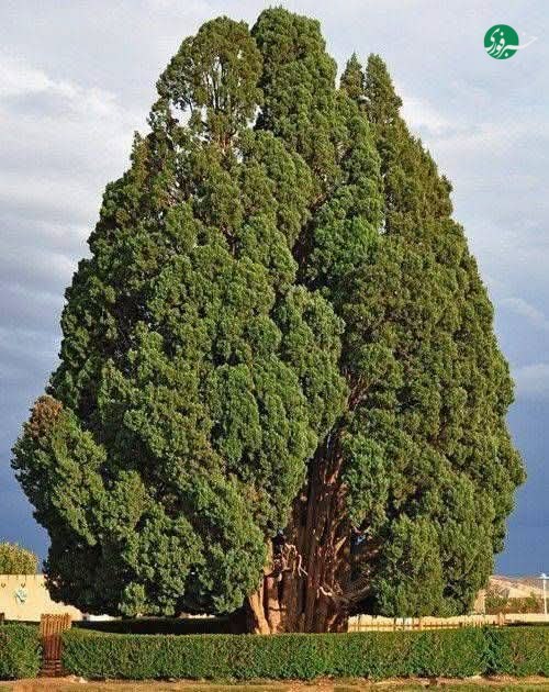 خبرفوری: ♦️در جهان ۲۶ درخت وجود دارند که عمرشان بیش از میلاد مسیح است؛ یکی از این درختان سرو ابرکوه یزد با قدمت ۴ هزار سال است#اخ