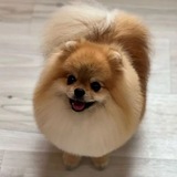 Золотые игры хвостатых!