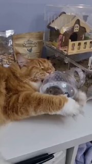 קינוח מארז מוזר שהחתול עדיין לא זרק מהכלוב שלו.