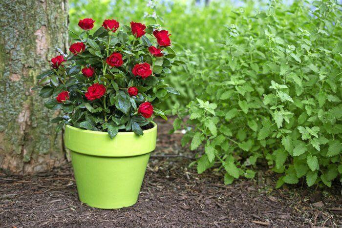 🌸 زندگے جاریست 🌸: ارزش روزها را نادیده نگیرروزهای خوبخوشبختی میبخشندروزهای بدتجربه میسازندروزهای پراشتباهدرس میدهندوبهترین روزهاخاطره م