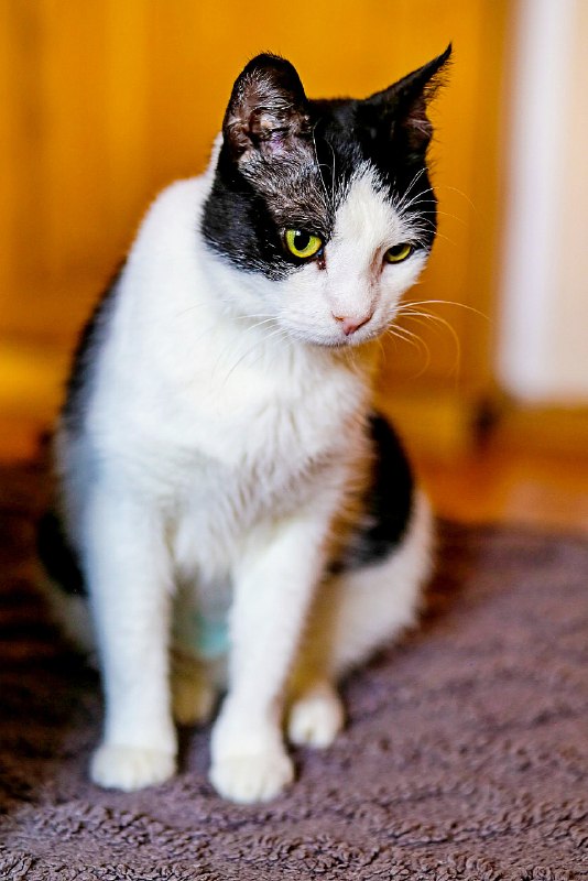 Молодые ласковые кошечки Шешем и Тильда ищут своих людей 🥰 — фото 1