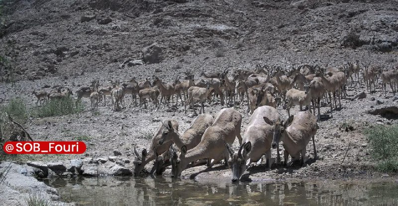 سیستان و بلوچستان فوری: توزیع علوفه برای حمایت از حیات‌وحش در سیستان و بلوچستان🔹مدیرکل حفاظت محیط زیست سیستان و بلوچستان اعلام کرد که در پی تداو