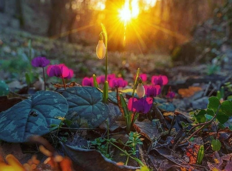 🌺 29 марта (вс) самый весенний маршрут - «Любимый цветок царя Соломона» - цветущие цикла… — ИнвестТур