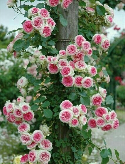 پل ارتباطی💕💗: 🌺🍃 سلام ظهر_قشنگتون🌺🍃آڪنده از شادیهاے بے پایان😍❤️‍🍃❤🍃❤🍃
