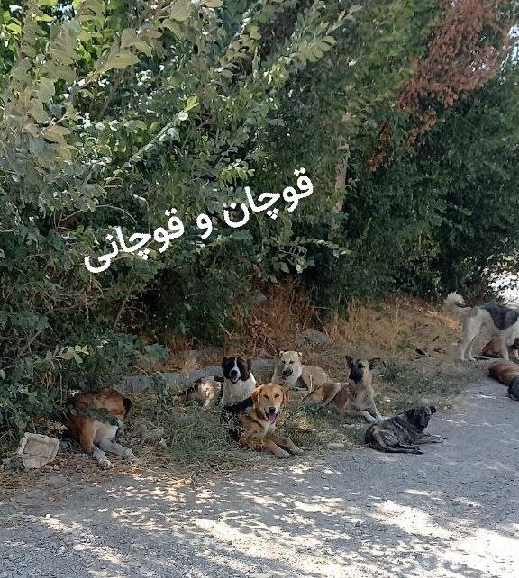 قوچان و قوچانی: بدون شرح پشت اتکا تعداد شون زیاد بود همه داخل کادر جانشدن دیگه از تعداد رسیدن به دسته ایارسالی محسنتلگرام👇‌✅ T.me/ghocha