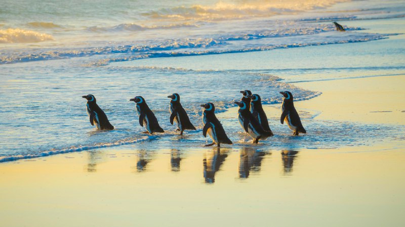 Tuxedoed marinersMagellanic penguins, Volunteer Point, Falkland Islands (© imageBROKER/Matthias Graben/Getty Images)