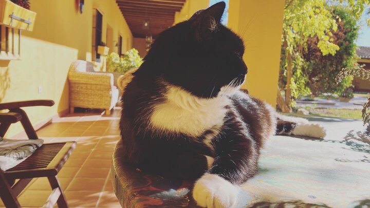 聽過沙發衝浪，那試過當貓奴換住宿嗎？