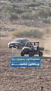 מתנחלים מבצעים סבבים פרובוקטיביים ומשחררים את הפרות שלהם בין בתים פלסטינים בקהילת "ירזה" הצפונית, מזרחית לכפר תייסיר, מזרחית לטובאס.