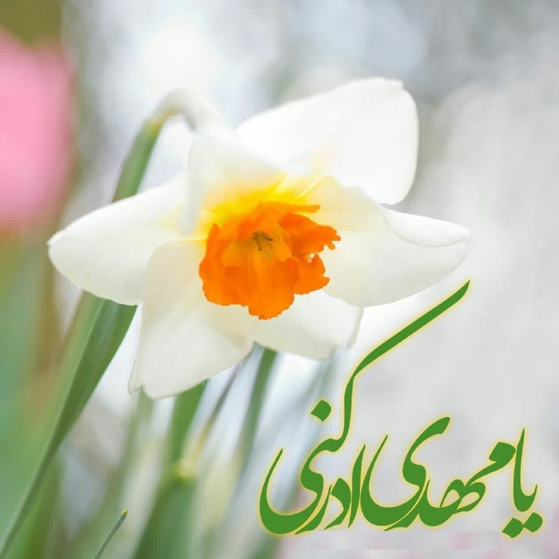 🌸خــــادم الــشهــــدا🌸: مولا جان ... سِرّ عاشق شدنم لطف طبیبانه توست ورنه عشق تو کجا؟ این دل بیمار کجا؟ کاش در نافله ات نام مرا هم ببری که دعای 