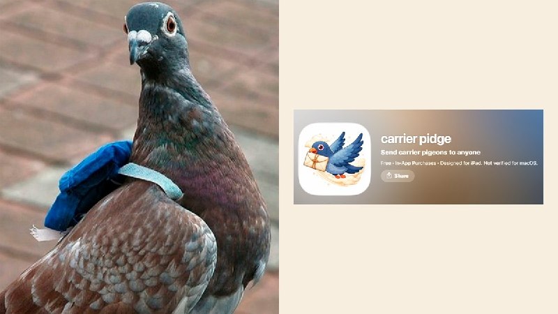 SUT Twitter: یه اپ مسنجر به اسم Carrier Pidge برای iOS ساخته شده که به جای ارسال سریع پیام‌ها، اون‌ها رو با یه کبوتر نامه‌بر مجازی می