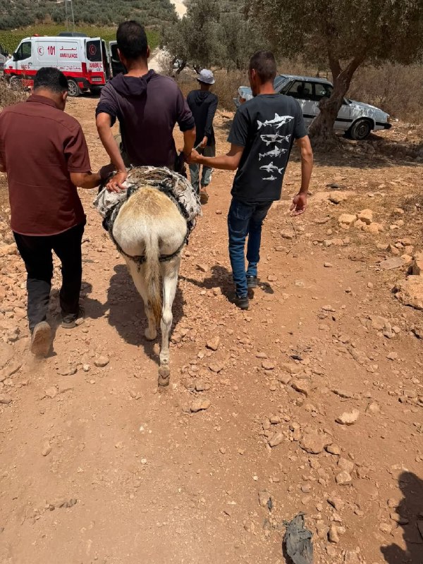 דחוף: נפגעים הועברו בעקבות תקיפה של מיליציות מתנחלים באמצעות בעלי חיים עקב סגירת הכבישים של הכיבוש בח'רבת א…