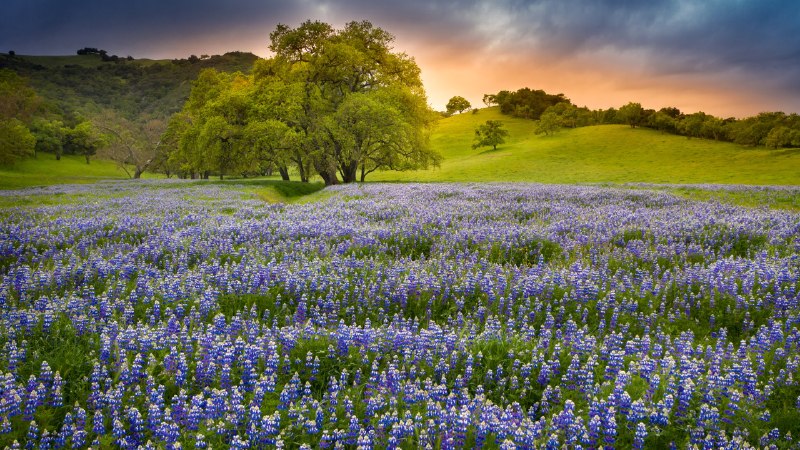 A season written in lupineLupine flowers in bloom, Northern California (© Jeffrey Lewis/Tandem Stills + Motion)
