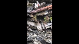 В горах Новой Зеландии волонтеры спасли собаку, которая неделю ждала хозяйку, сорвавшуюся со скалы во время похода, сообщает The Guardian.Инцидент произошел 24 марта, когда Джессика Джонстон отправилась в поход со своей собакой Молли породы бордер-колли. Д