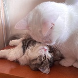🤍Будни коротколапых красавцев🤍