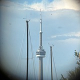 a tree grows in Toronto