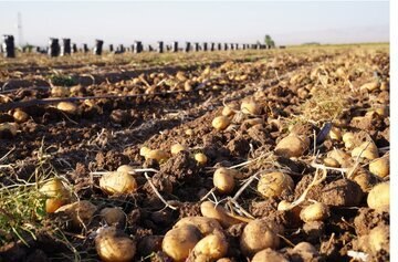 دیده بان ایران: ✅ صادرات سیب‌زمینی ممنوع شد/ جزییات🔹 صادرات سیب زمینی با هدف جلوگیری از کمبود عرضه و حفظ تعادل بازار تا پایان سال ممنوع 