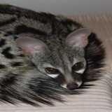 кємжс кєк