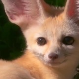 Just F - ✧⁠◝