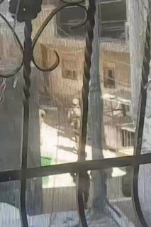 הכיבוש ממשיך במסע המעצרים האדיר שלו במחנה קלנדיה, מצפון לירושלים הכבושה