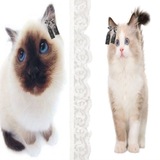 ragdoll & siamese confession