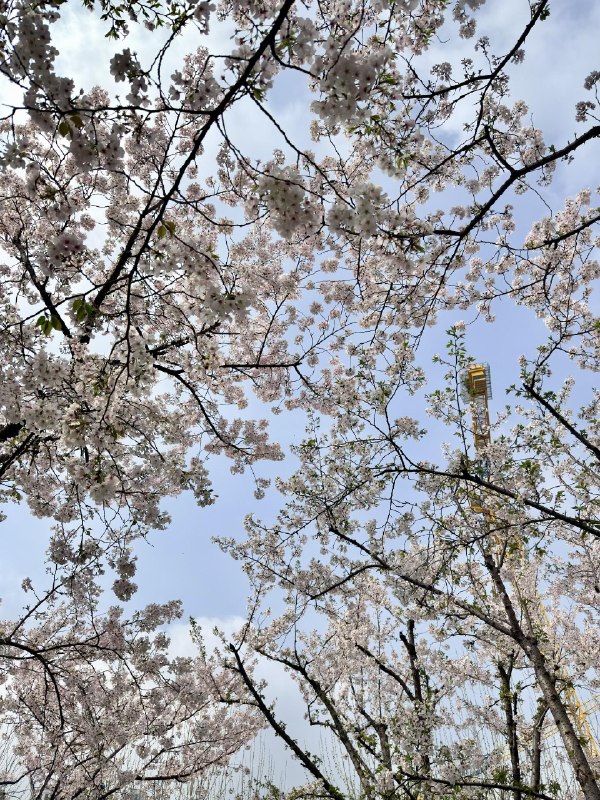 上海西岸的樱花林manner coffee 实在太高级了上海西岸的樱花林manner coffee 实在太高级了