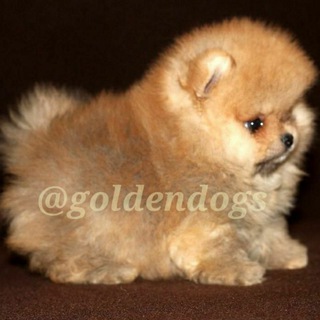 Online for sale dog Telegram Group Link