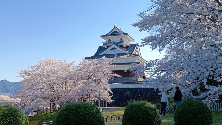 山形縣上山月岡公園賞櫻記