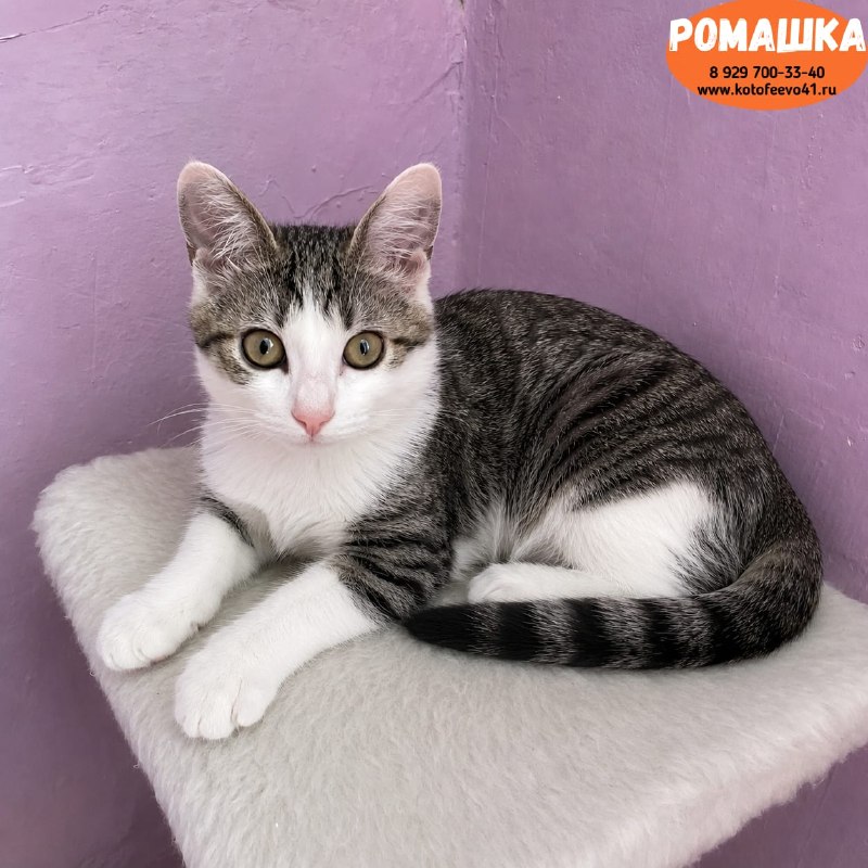 Котёнок *Ромашка*
Возраст 7 месяцев.
Обаятельная...