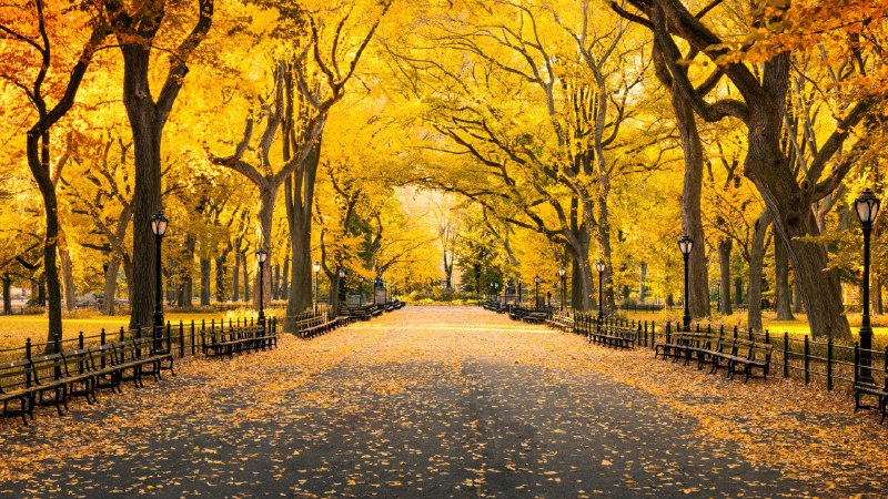 Falling for Central ParkAutumn in Central Park, Manhattan, New York (© mapman/Shutterstock)
