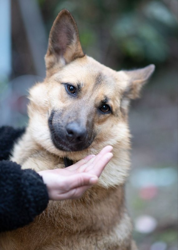 🐶🥰Зайка 🥰