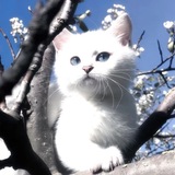 [📿🐈‍⬛] Jeoseung Goyangi | 저승 고양이