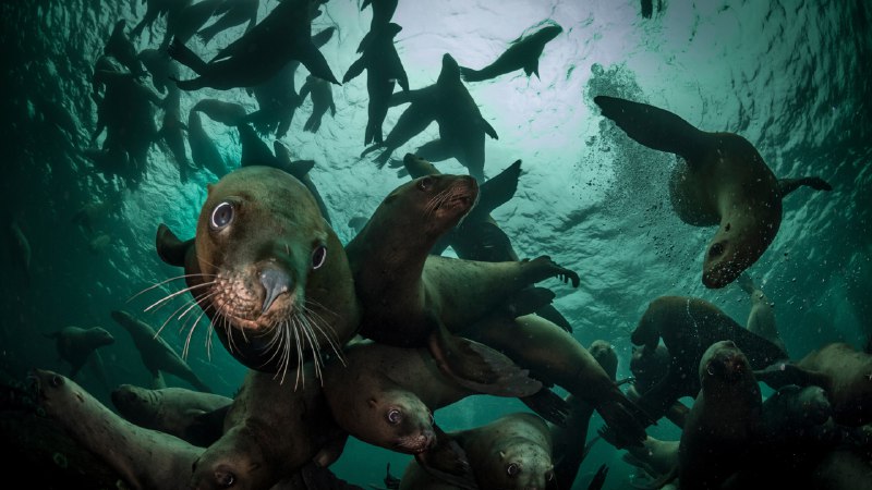 Hello from the other sideSteller sea lions, Vancouver Island, British Columbia, Canada (© Steve Woods Photography/Getty Images)