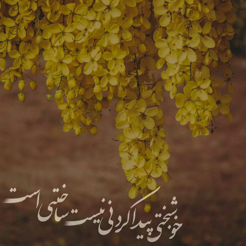 ❤️ حریم عشق ❤: آدم ها اشتباه می کنند که دنبال خوشبختی میگردندخوشبختی پیدا کردنی نیست ساختنی ست... 💚♥️