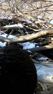 ‼️ Роскошный дальневосточный лесной кот украл рыбку у выдры в Уссурийском заповеднике. «На кадрах видно, как кот подкрадывается к выдре, которая в этот момент поедает пойманную ею рыбу. Кот спугнул околоводное животное и перехватил улов. Что именно было це