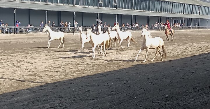 烏魯木齊的古生態園&汗血寶馬基地