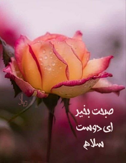 موفقیت: الهی آمین بشه هر آرزویی که امروز صبح به امید بر آورده شدنش بیدار شدی صبحتون بخیر ونیکی ❤️🆔:@Success ✌️