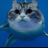 Tuna NFT