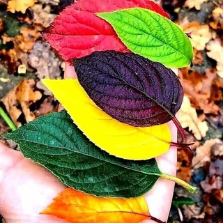 🤗دردشة أصدقاء لبنانية ☺️