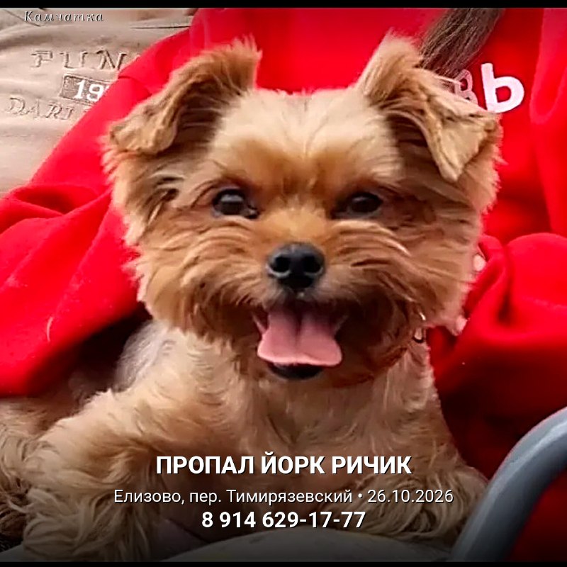 Пропала собака — йорк Ричик 🐾

Вечером 26 октября...
