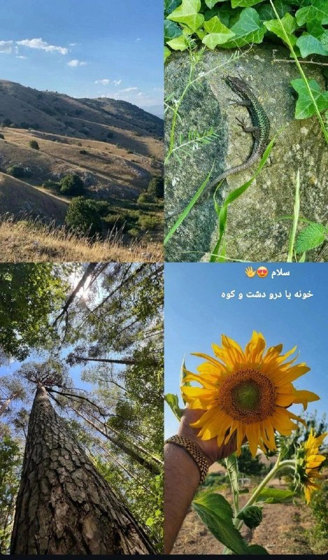 🌺 آفتاب دل 🌺 اخبار فوری کردستان: ♦️ سنندج خنک میشود؛ کاهش ۵ تا ۹ درجهای دما از ۷ شهریور🔹️ طبق نقشههای هواشناسی، موج جدید کاهش دما از ۷ شهریور در سنندج